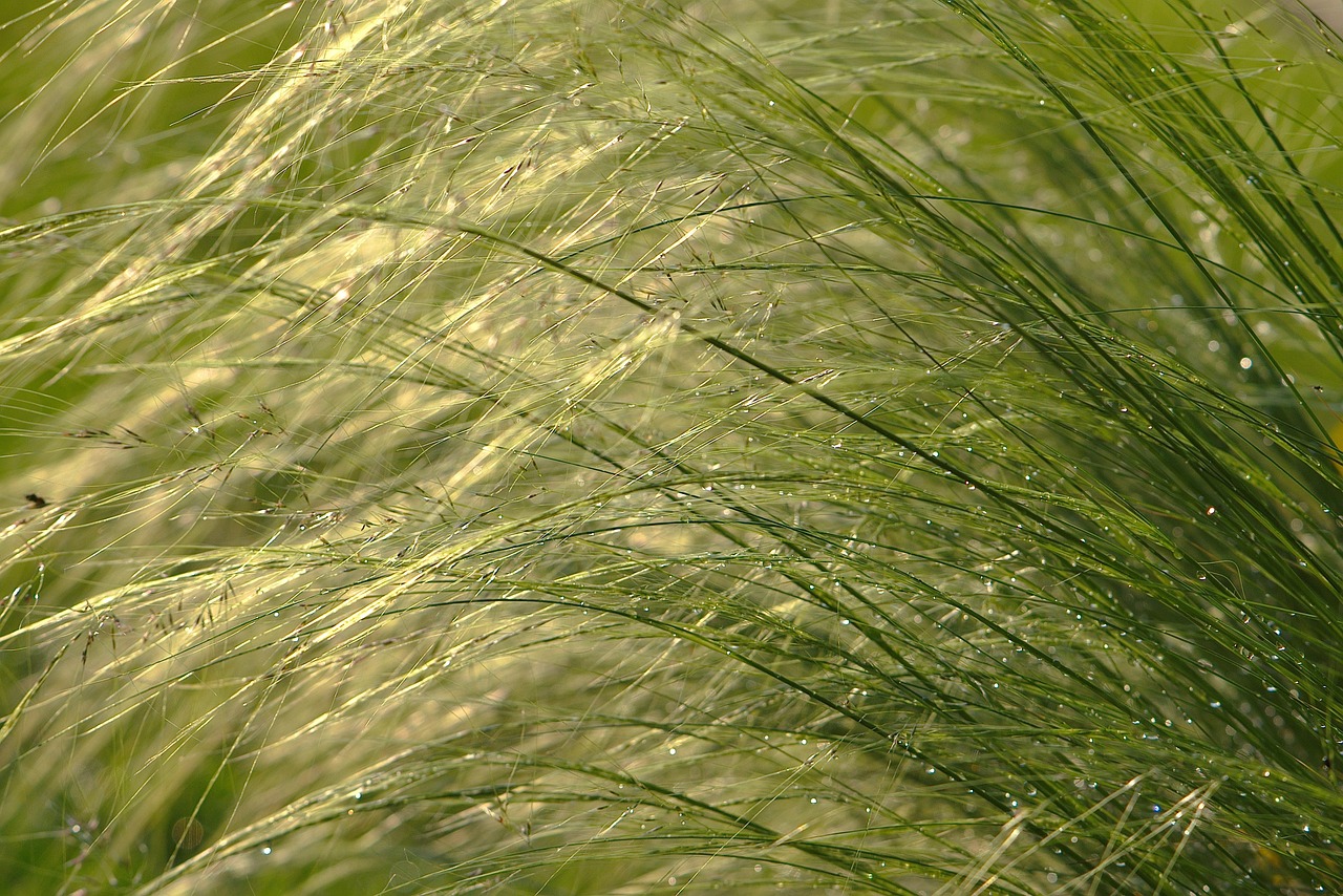 ornamental grass, grass, girls hair grass, spring grass, backlighting, close up, mood, garden, grasses, fluffy, summer, soft, dusk