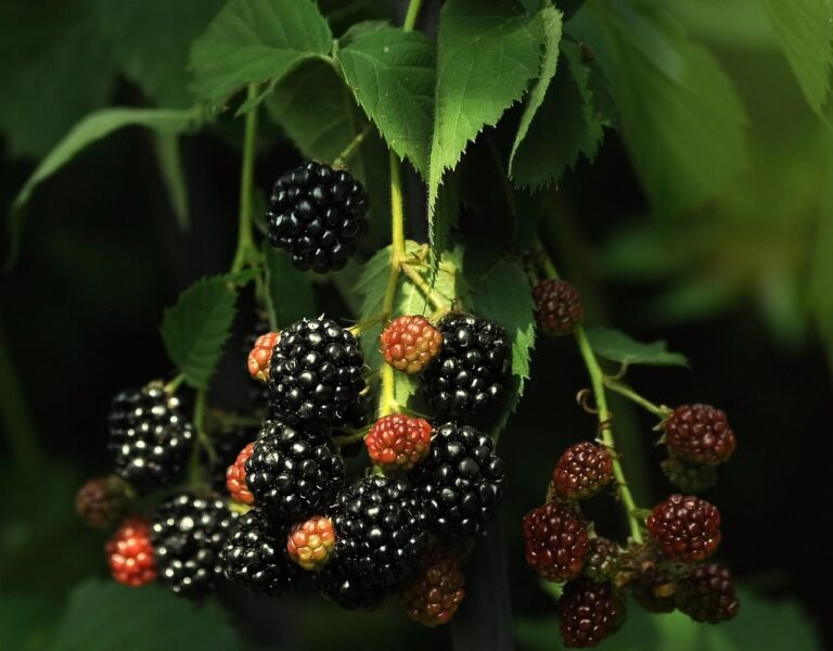 blackberry, black, vitamins, red, sweet, berry, ripe, fresh, delicious, healthy, bush, garden, leaves, juicy
