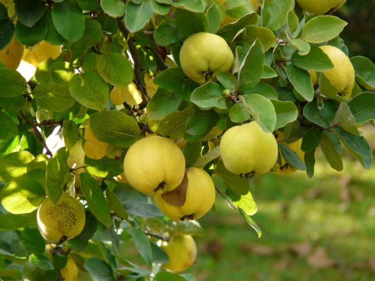 quince, fruit, cydonia oblonga, nature, cydonia, pome fruit family, pyrinae, roses, rosaceae, fruit tree, crop plant, quince fruit, pome fruit, quince tree, quince bush, leaf, branch, yellow, ripe