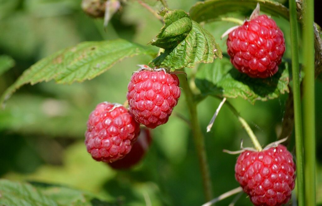 raspberries, garden plant, nature, red, fruit, ripe, yummy, healthy, berry bush, raspberry bush, leaves, red fruits, ripe raspberries, vitamins, to eat healthy food, fresh, cute