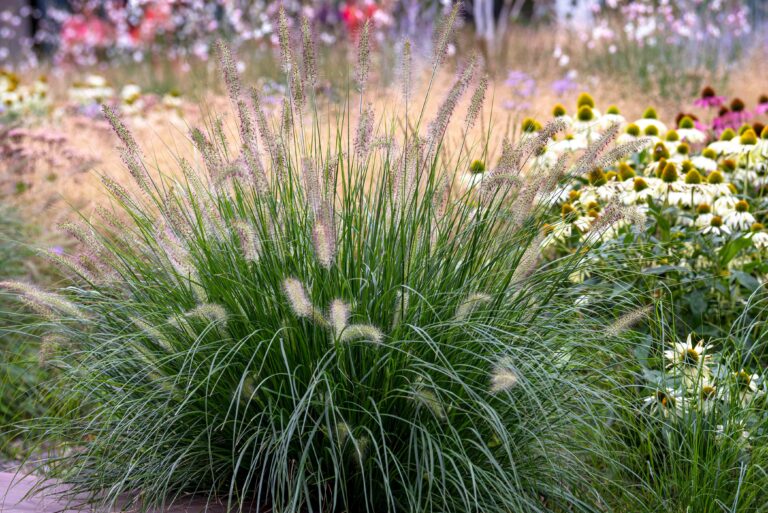 pennisetum fountain grasses care 5195091 hero 172c9ccea9734f71a8448bd245af1349