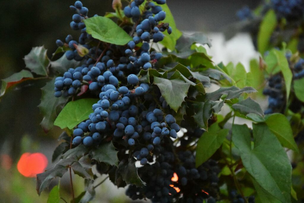 Lush close-up of vibrant blue berries surrounded by green leaves, perfect for nature themes.