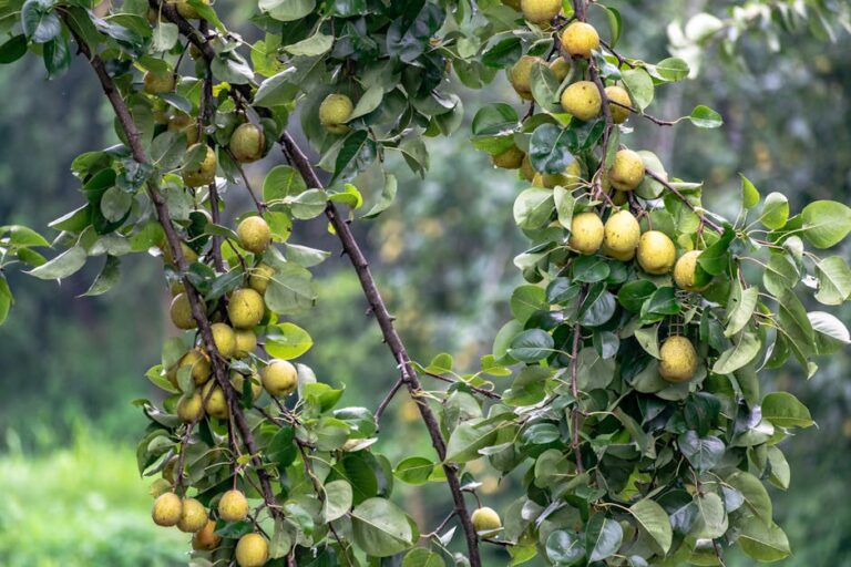 Abundant pear tree branches laden with ripe fruit amidst vibrant green leaves.