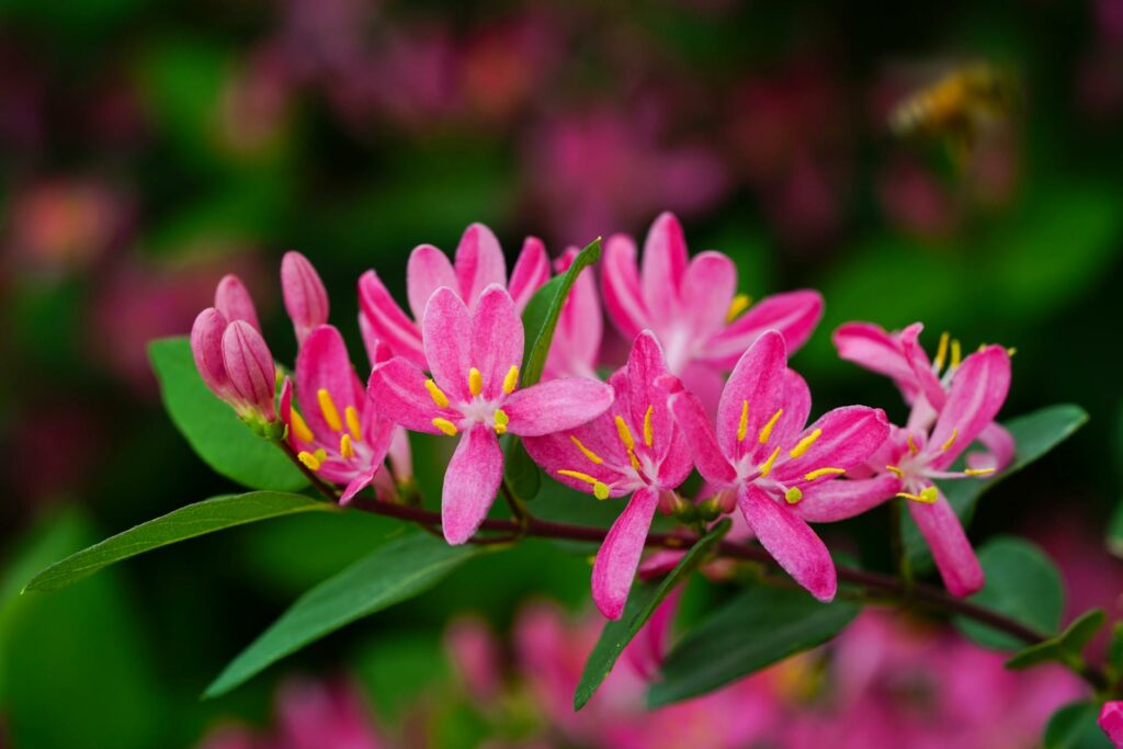 Close-up of bright pink Tatarian honeysuckle flowers blooming in spring.