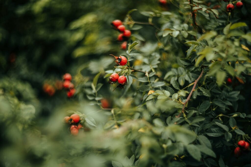 A detailed close-up of bright red dog rose berries amidst lush green leaves in a natural setting.
