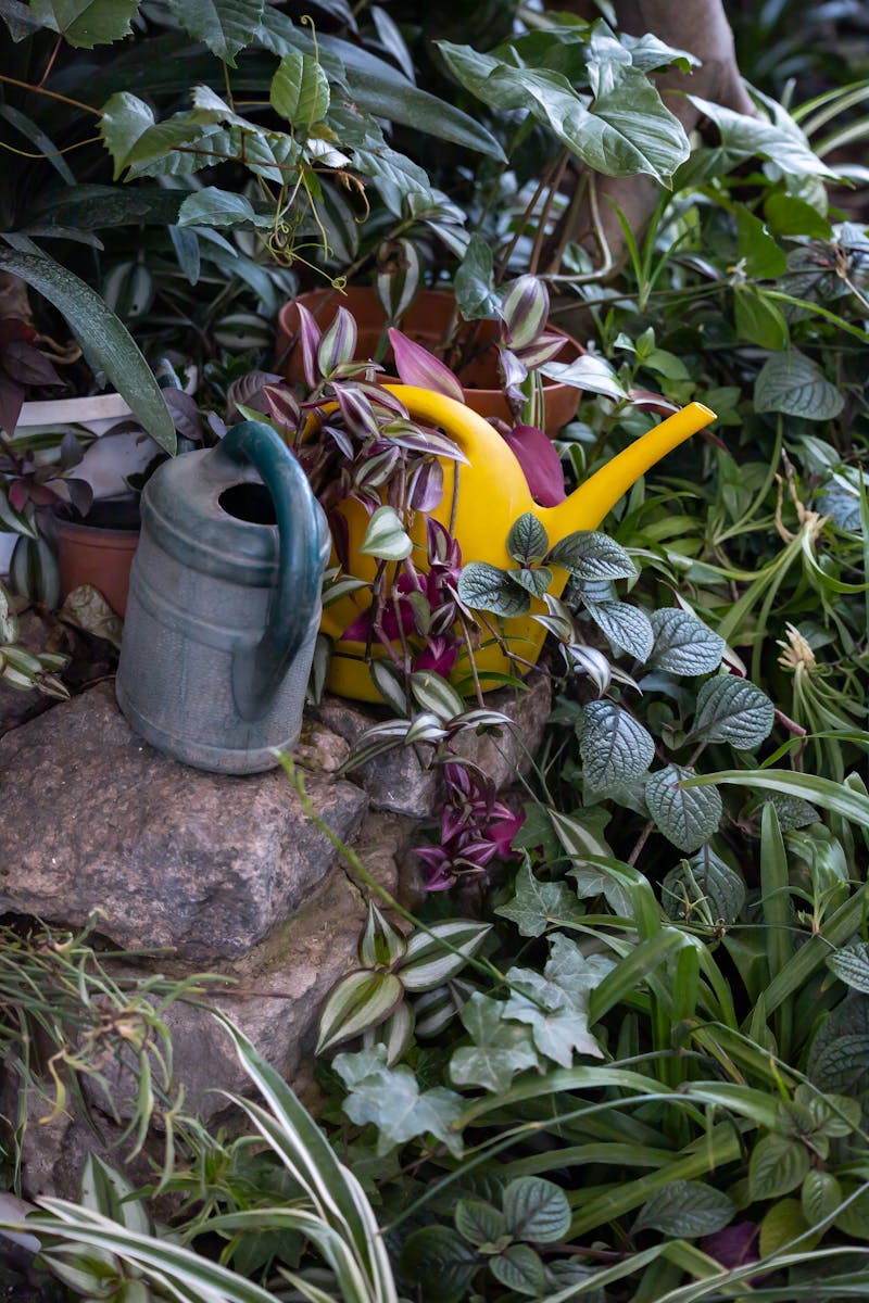 A lush garden scene with vibrant plants, colorful watering cans, and abundant foliage.