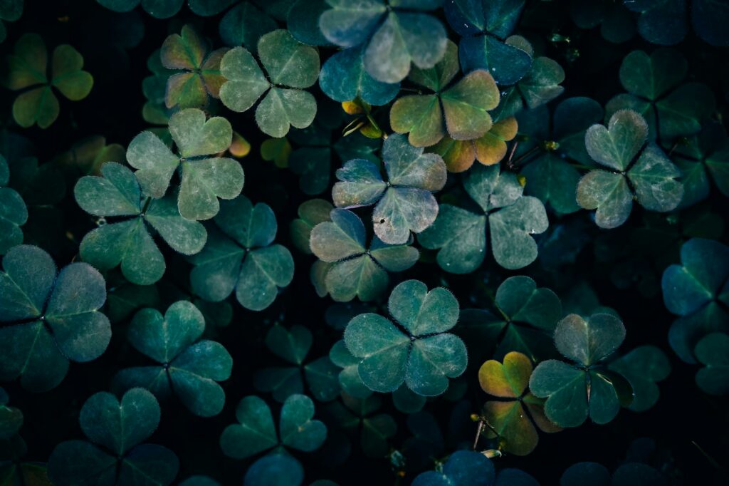 A vivid close-up of clover leaves with a moody and dark green hue, reflecting nature's intricate beauty.