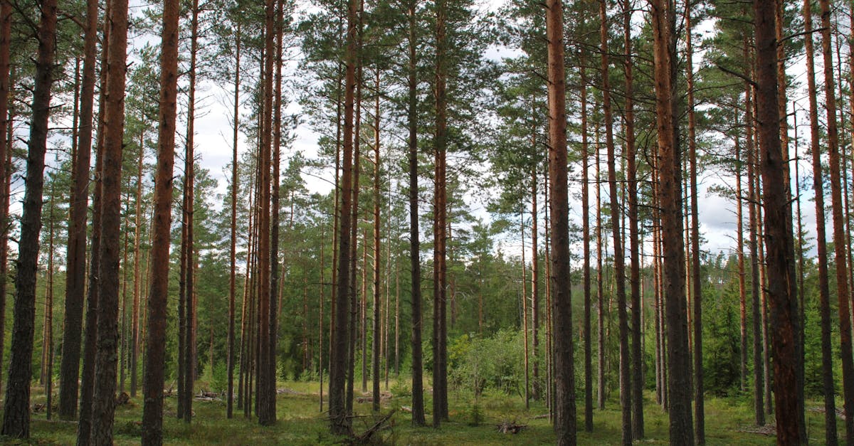 Serene view of tall pine trees in a tranquil forest setting. Ideal for nature themes.