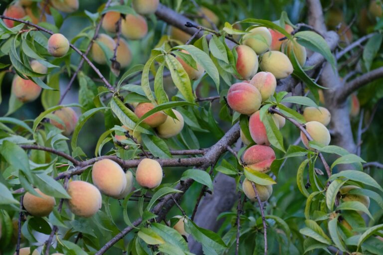 A vibrant peach tree laden with ripe fruit, showcasing nature's bounty in summer.