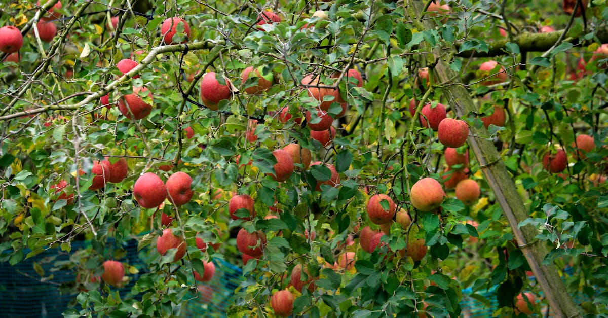 Bright red apples on lush green trees in a serene orchard setting, perfect for harvest themes.