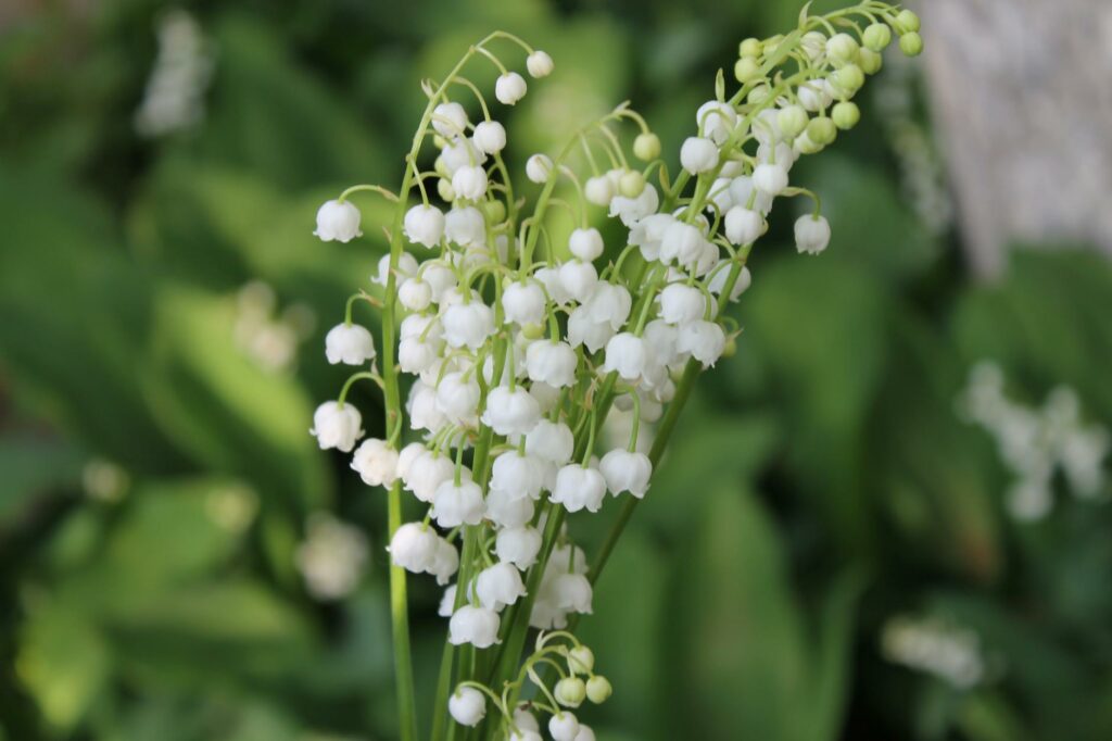Close-up of lily of the valley flowers with soft green background, symbolizing spring and purity.