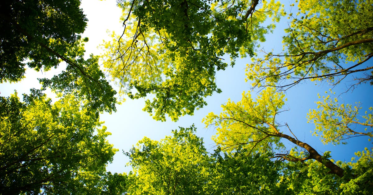 Looking up through vibrant green tree canopy with blue sky. Perfect for nature and outdoor themes.
