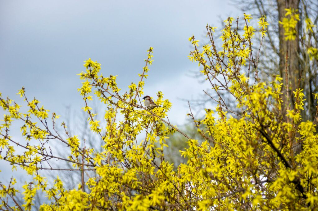 A sparrow sits on blooming forsythia branches against a cloudy spring sky.