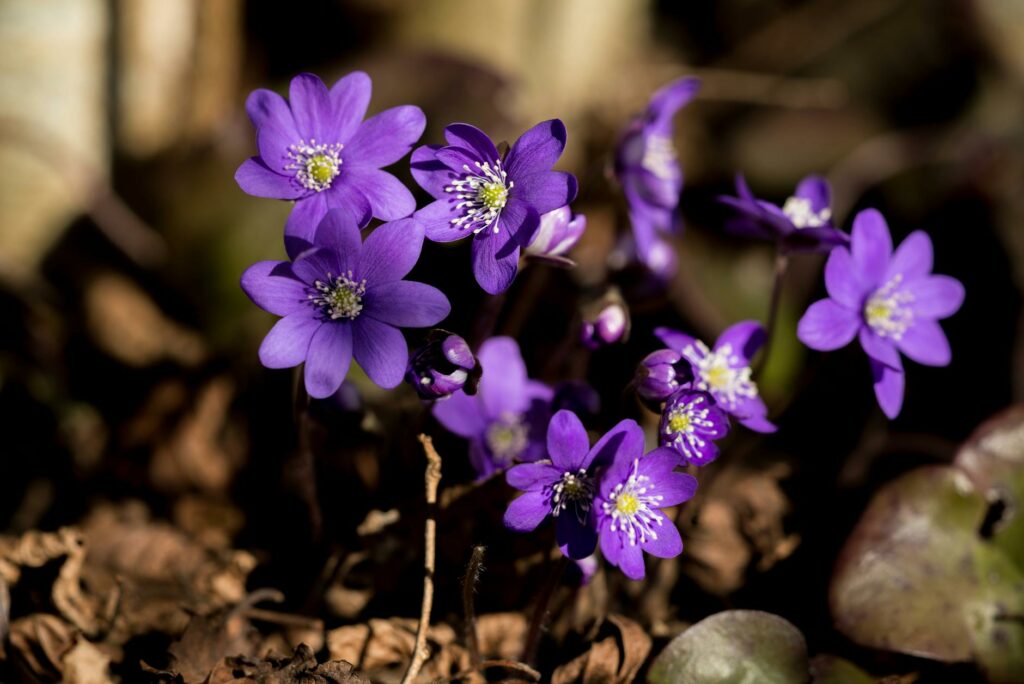Beautiful close-up of purple flowers blooming amidst brown foliage in spring.